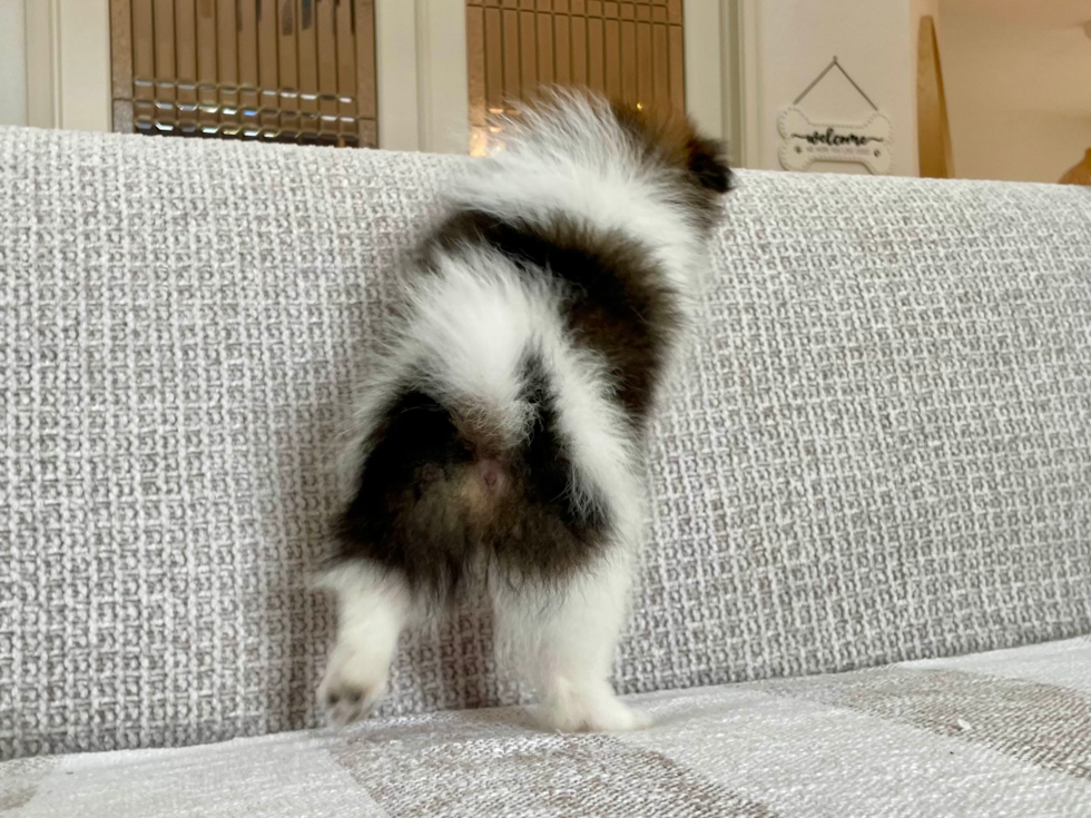 Pomeranian Puppy for Adoption