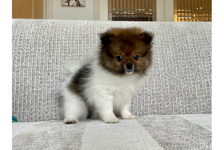 Best Pomeranian Baby