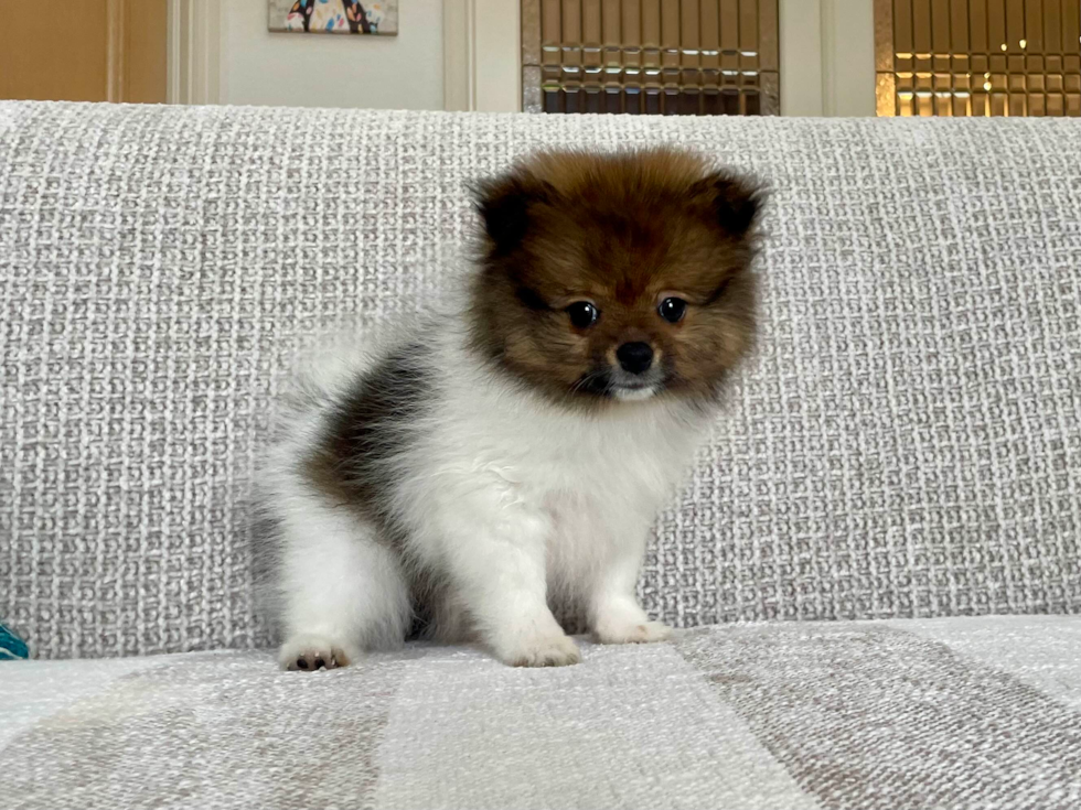 Best Pomeranian Baby