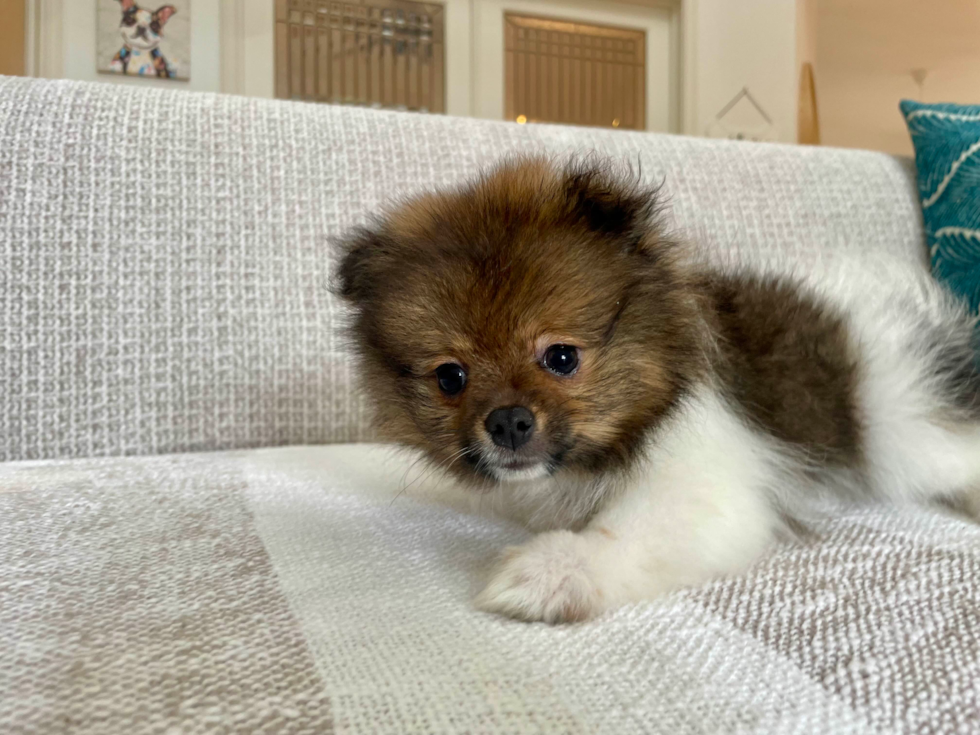 Cute Pomeranian Purebred Pup