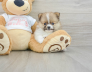 7 week old Pomeranian Puppy For Sale - Seaside Pups