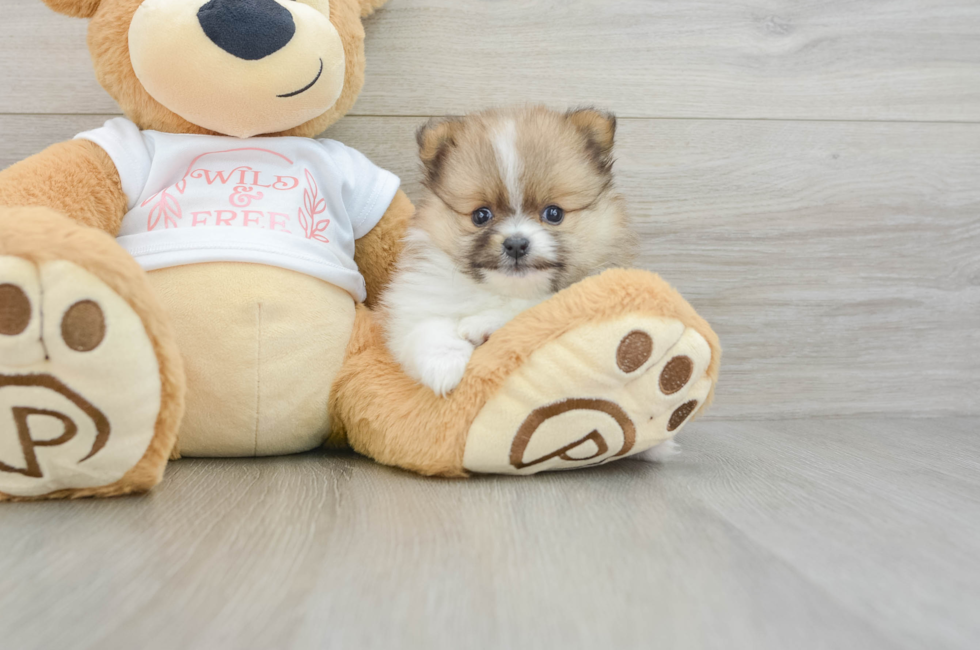 5 week old Pomeranian Puppy For Sale - Seaside Pups