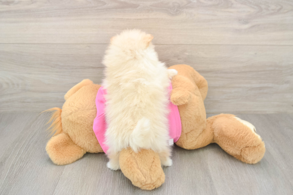 Best Pomeranian Baby