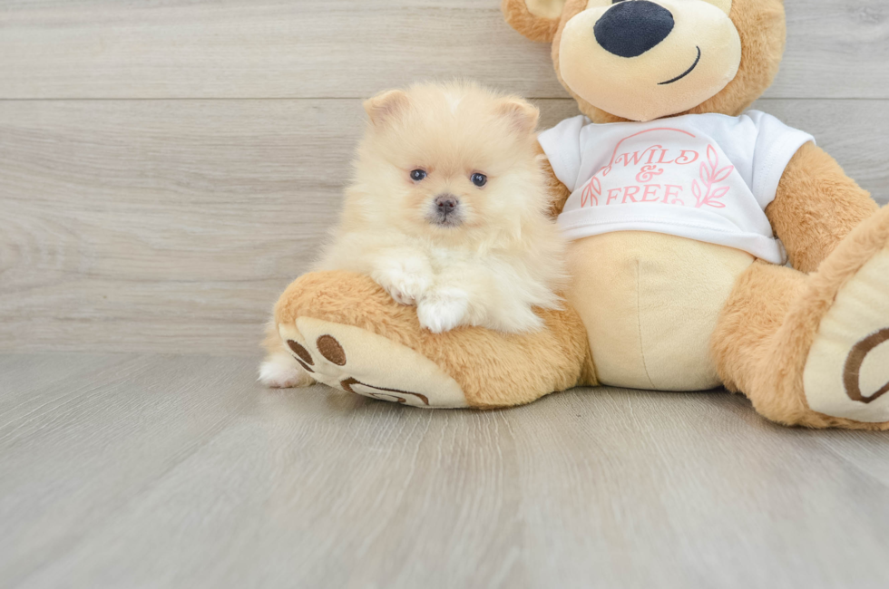 5 week old Pomeranian Puppy For Sale - Seaside Pups