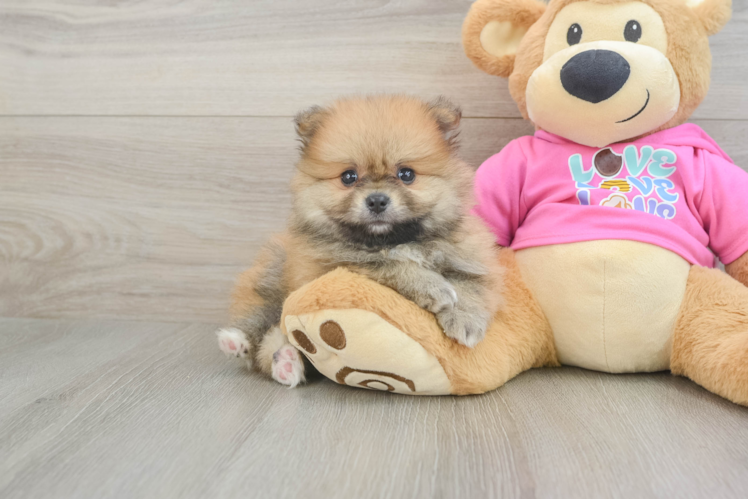 Pomeranian Puppy for Adoption