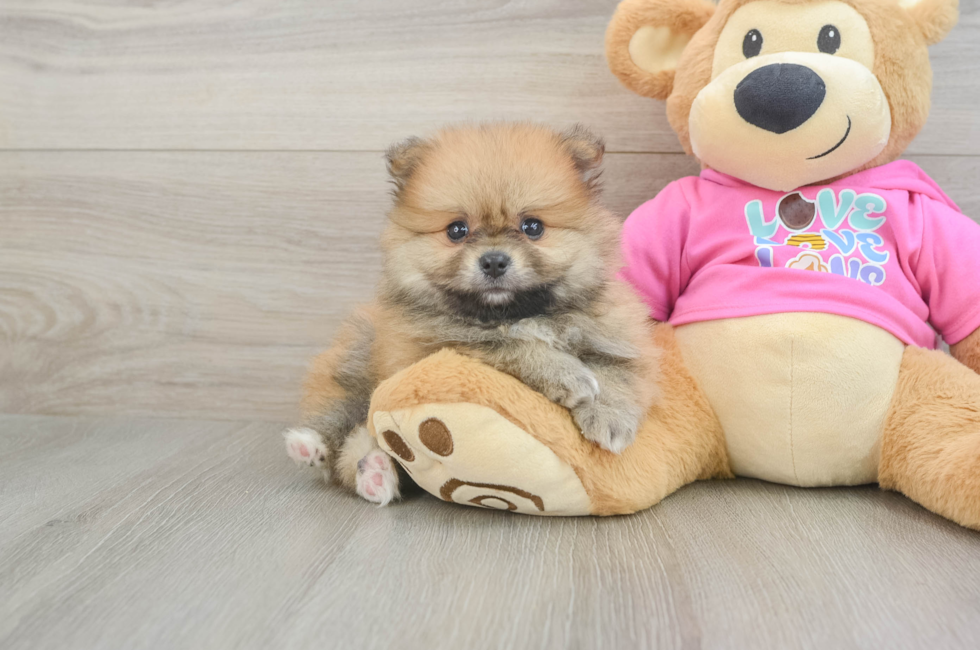 5 week old Pomeranian Puppy For Sale - Seaside Pups