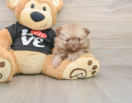 9 week old Pomeranian Puppy For Sale - Seaside Pups