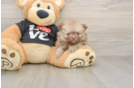 Adorable Pom Dog Purebred Puppy