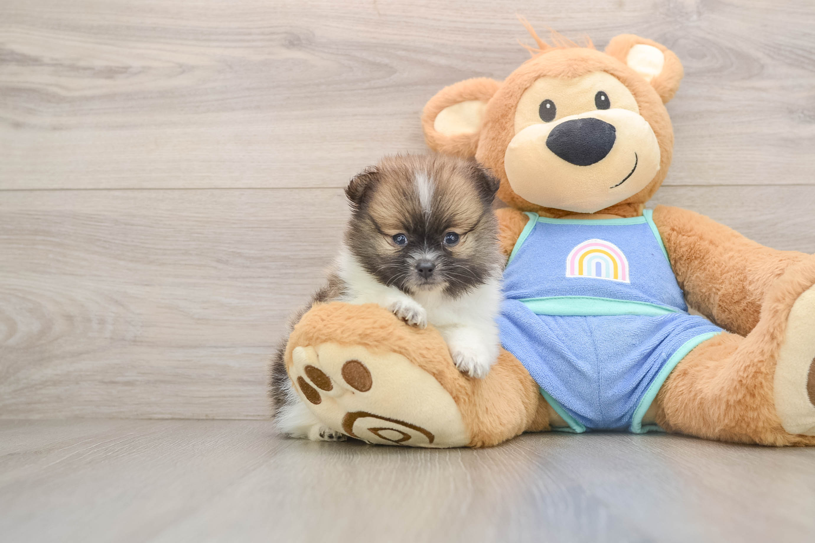 Pomeranian Pup Being Cute
