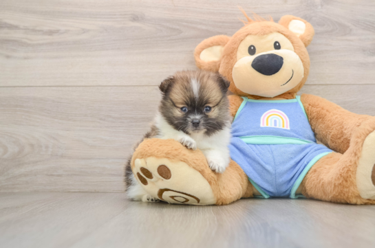 GOSLING, a Pomeranian littermate