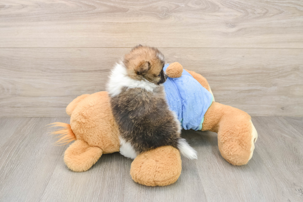 Best Pomeranian Baby