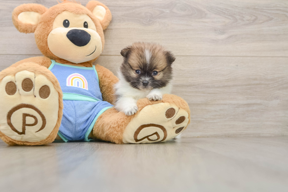 Pomeranian Pup Being Cute