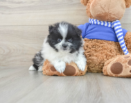 8 week old Pomeranian Puppy For Sale - Seaside Pups