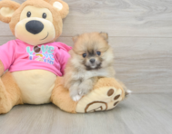 7 week old Pomeranian Puppy For Sale - Seaside Pups