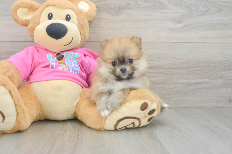 5 week old Pomeranian Puppy For Sale - Seaside Pups