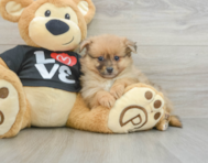 13 week old Pomeranian Puppy For Sale - Seaside Pups