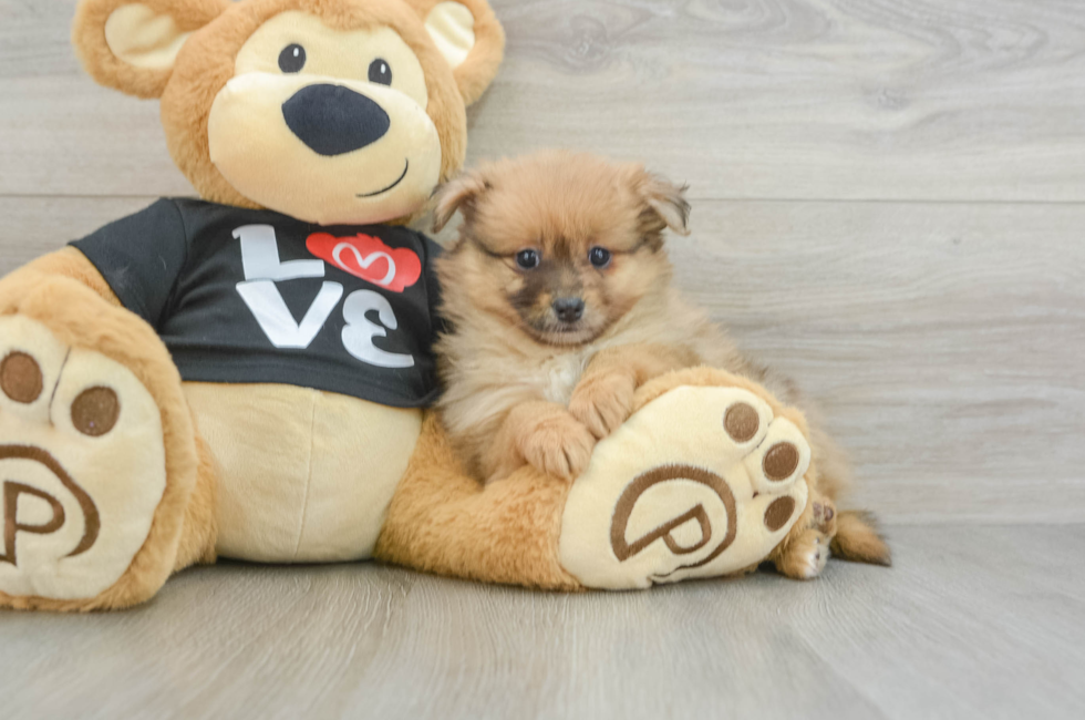 7 week old Pomeranian Puppy For Sale - Seaside Pups