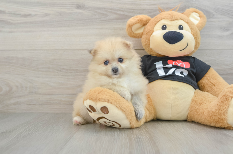 6 week old Pomeranian Puppy For Sale - Seaside Pups