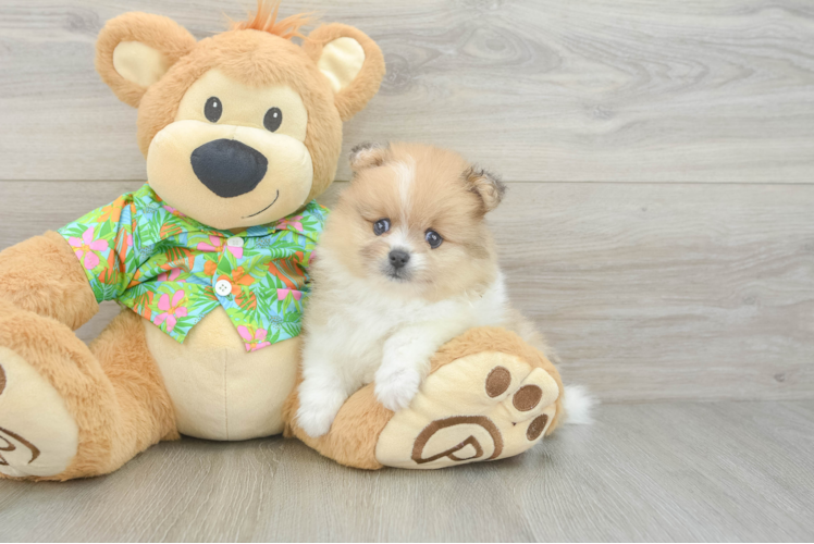 Friendly Pomeranian Baby