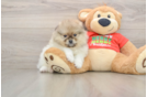 Petite Pom Purebred Puppy
