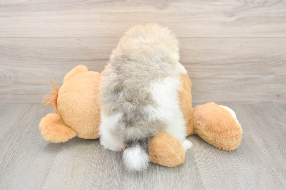 Pomeranian Pup Being Cute