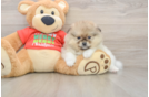 Small Pomeranian Baby