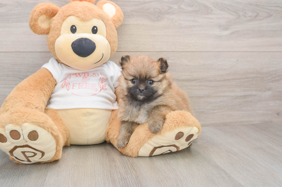 Small Pomeranian Baby