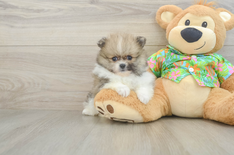 6 week old Pomeranian Puppy For Sale - Seaside Pups