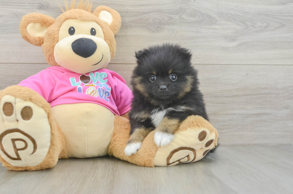 5 week old Pomeranian Puppy For Sale - Seaside Pups