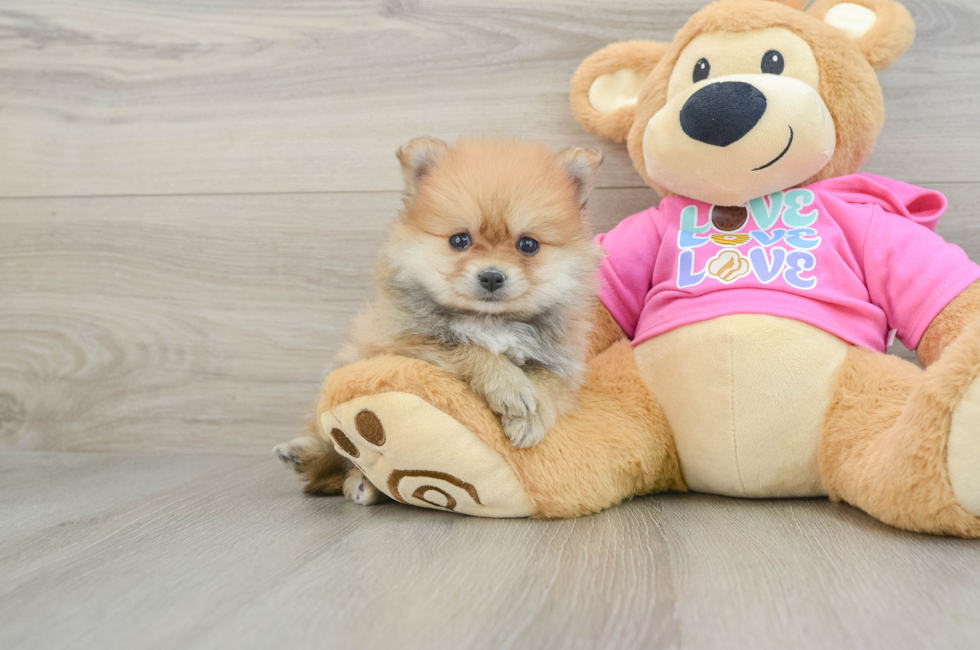 5 week old Pomeranian Puppy For Sale - Seaside Pups