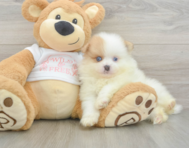 6 week old Pomeranian Puppy For Sale - Seaside Pups