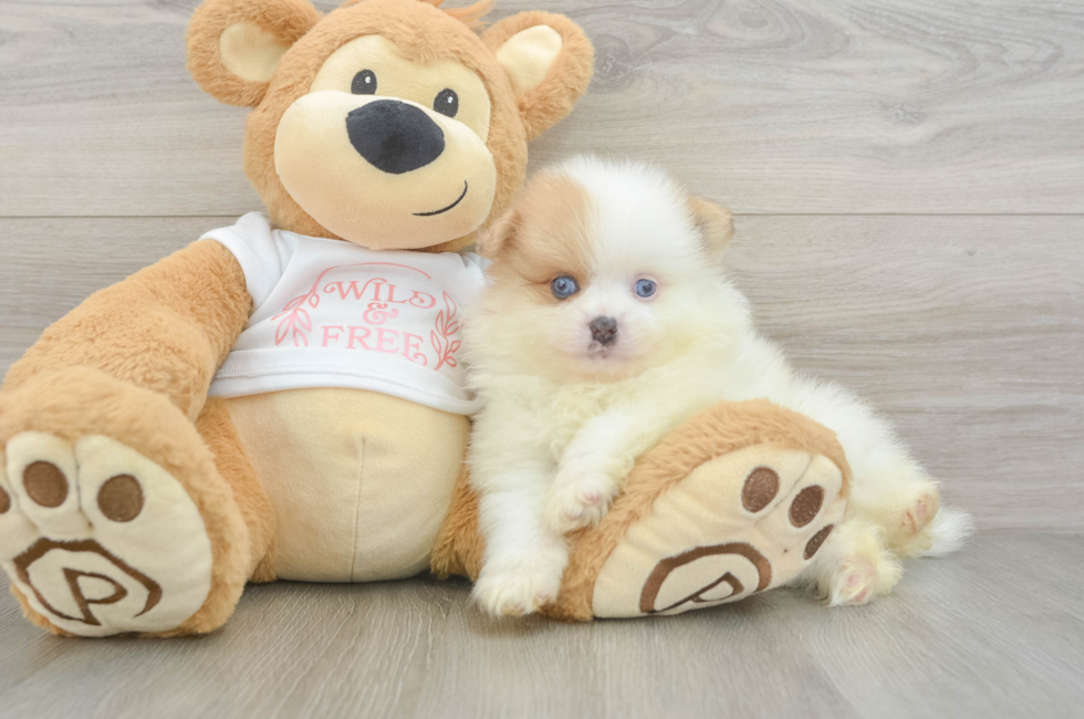 7 week old Pomeranian Puppy For Sale - Seaside Pups