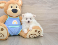 5 week old Pomeranian Puppy For Sale - Seaside Pups