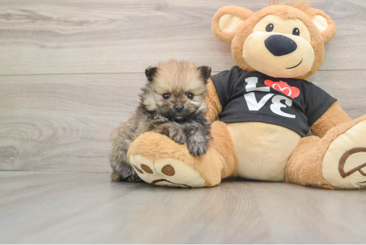 Friendly Pomeranian Purebred Pup
