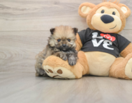 8 week old Pomeranian Puppy For Sale - Seaside Pups