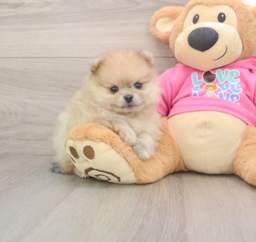 6 week old Pomeranian Puppy For Sale - Seaside Pups