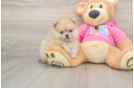 Funny Pomeranian Purebred Pup