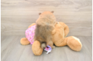 Pomeranian Pup Being Cute