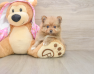 6 week old Pomeranian Puppy For Sale - Seaside Pups