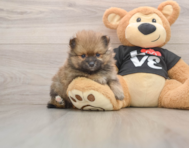 8 week old Pomeranian Puppy For Sale - Seaside Pups