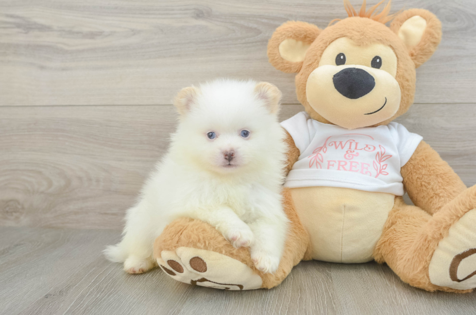 7 week old Pomeranian Puppy For Sale - Seaside Pups
