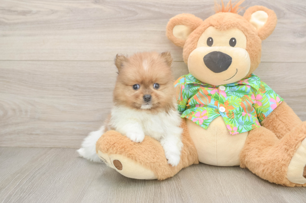 5 week old Pomeranian Puppy For Sale - Seaside Pups