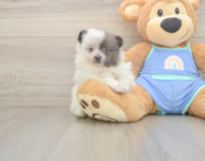 5 week old Pomeranian Puppy For Sale - Seaside Pups