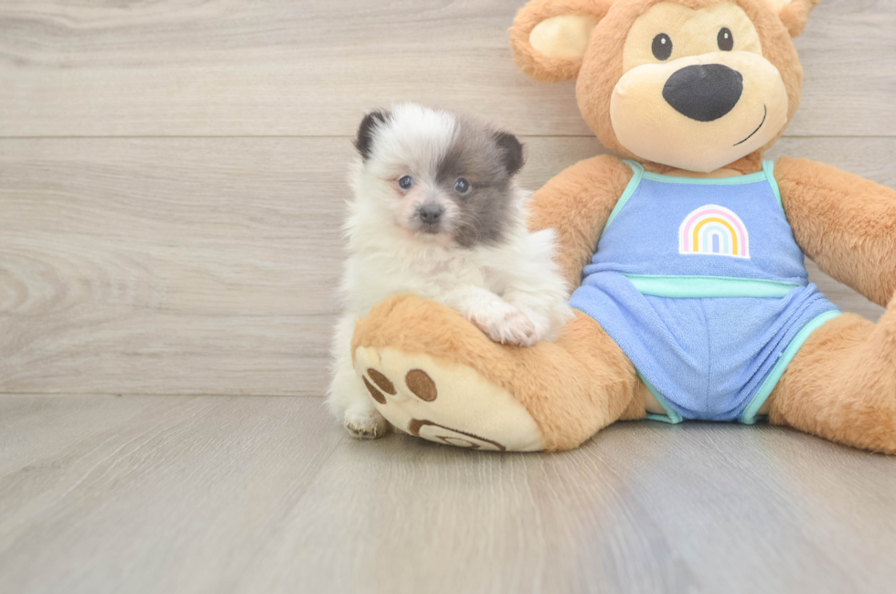 6 week old Pomeranian Puppy For Sale - Seaside Pups