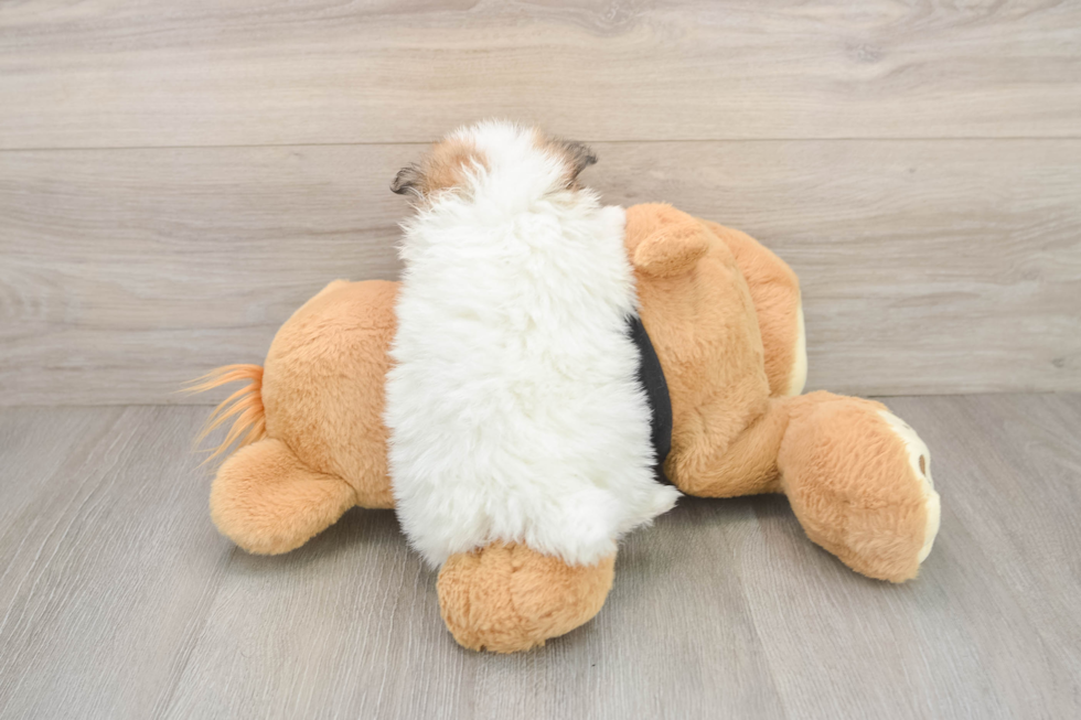Best Pomeranian Baby