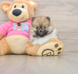 6 week old Pomeranian Puppy For Sale - Seaside Pups