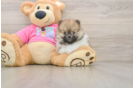 Smart Deutscher Spitz Purebred Puppy