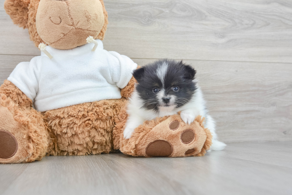 Pomeranian Puppy for Adoption
