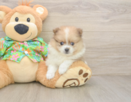 6 week old Pomeranian Puppy For Sale - Seaside Pups