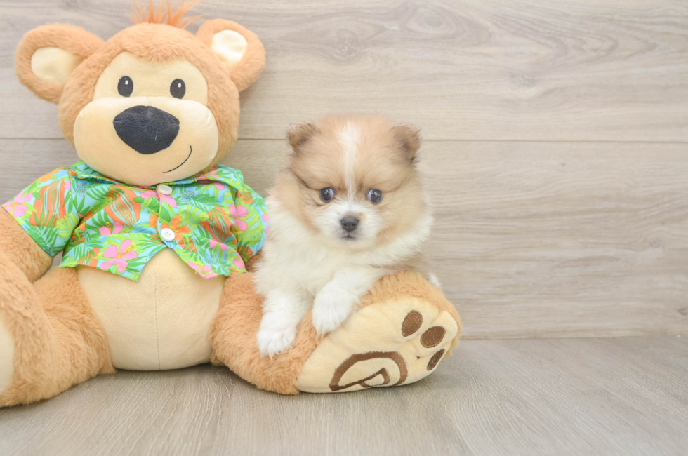5 week old Pomeranian Puppy For Sale - Seaside Pups